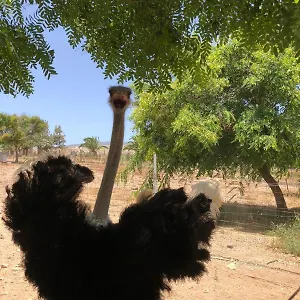 Séjour à la ferme Finca Avestruz, San Isidro (Tenerife)